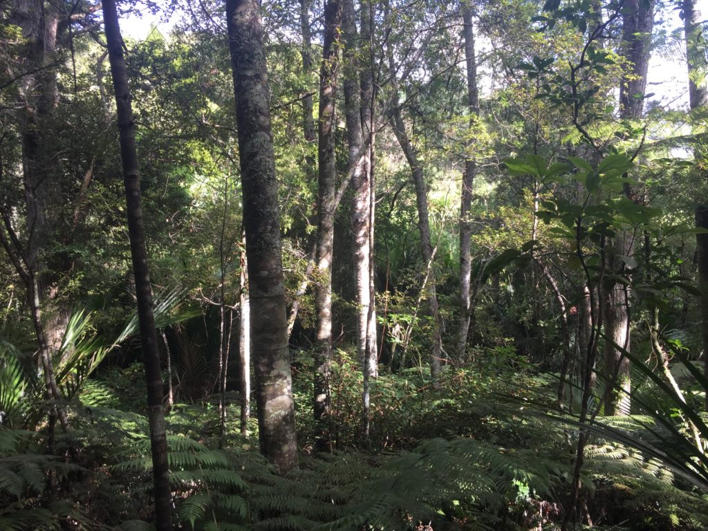 A green forest with palms, ferns, and tall tree trunks in dappled sunlight.